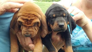 Silly 4 week Redbone and Black & Tan Coonhound puppies