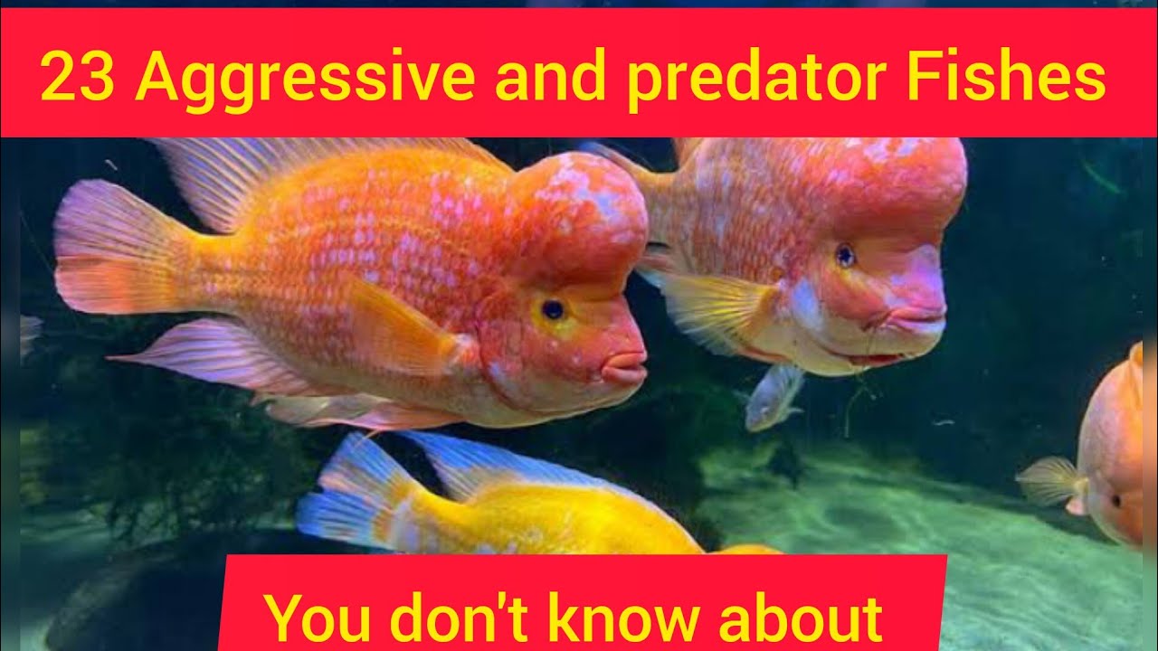 23 Predator & Aggressive Fishes For your Tank ll Aggressive Fishes ll ...