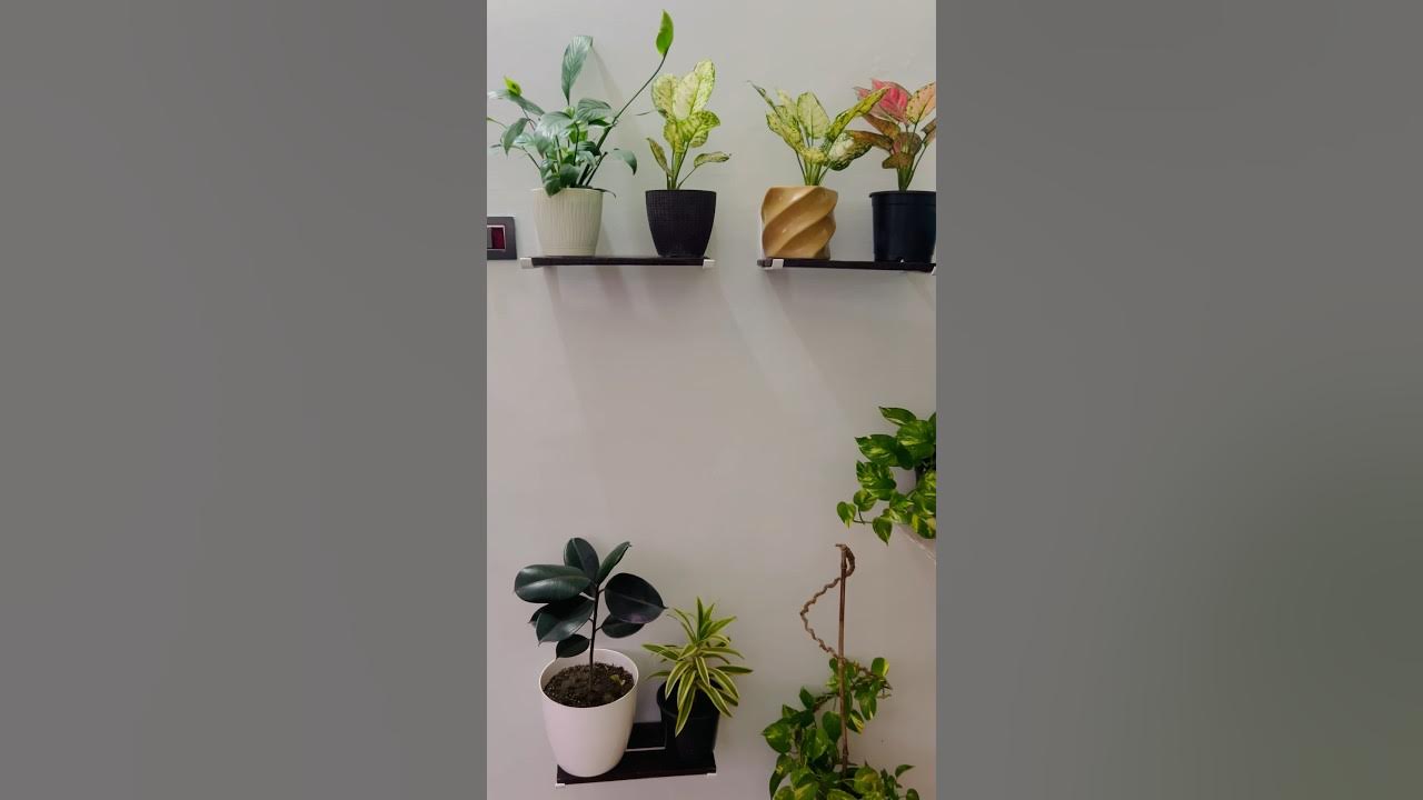 Indoor Plant Decoration Best Wall Colour For Indoor Plants shorts 