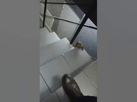 ратотуй 😂😂😂 - YouTube