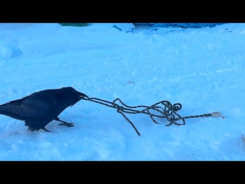 Wild male Raven learning to pull rope to get to food
