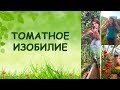 Томатное изобилие! (Семинар)