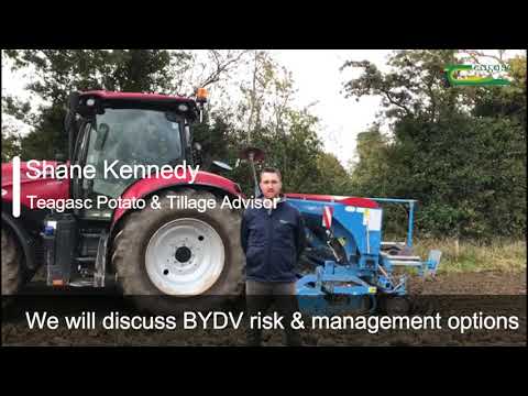 bydv-management-in-winter-barley