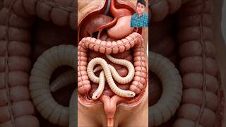 Tape Worm 🪱 | 5 मीटर लंबा कीड़ा #shortsfeed #shorts #digestiveprocess #tapeworm #health #facts #yt