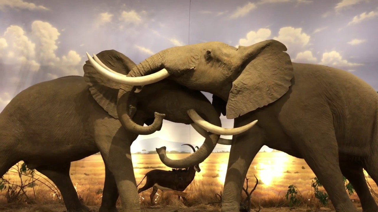 Cabelas Kansas City Adventure YouTube