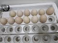 empollando huevos de gallina de patio proveniente de penonome