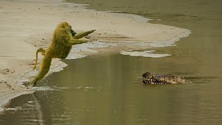 NGERI.!! Detik² Baboon Masuk Ke Mulut Buaya, Tapi Akhirnya Jadi Begini...