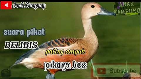🔴suara pikat Belibis(kembang & batu) terbaru//ada suara sayapnya juga//paling ampuh