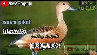 🔴suara pikat Belibis(kembang & batu) terbaru//ada suara sayapnya juga//paling ampuh