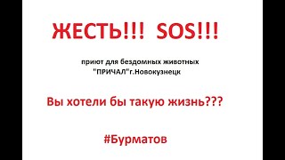 ПРИЮТ ПРИЧАЛ г.Новокузнецк!ПО ЗАКЛЮЧЕНИЮ ВЕТ.СЛУЖБЫ ЗАМЕЧАТЕЛЬНО! #новокузнецк #приют #бурматов #sos