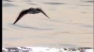 Cem Yildiz - Yarim Biraktin (2006) Resimi