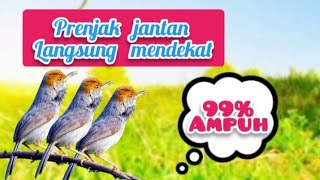 Suara Pikat Prenjak Kepala Merah Kejepit Dan Prenjak Betina Ribut