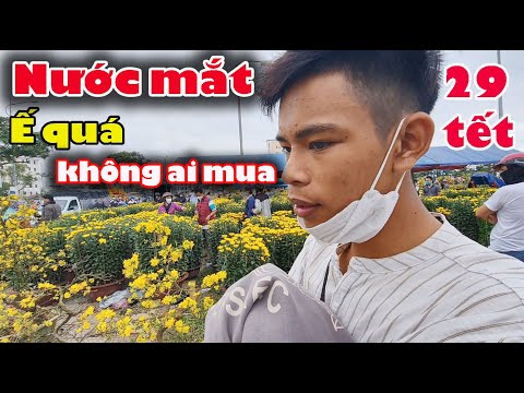 🛑 Hoa tết Đà Nẵng Chiều 29 tết, hoa ế không ai mua