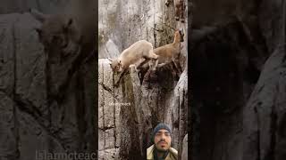 Hamid Ali zada beautiful quran Tilawat #surah #takwir #quran #tilawat