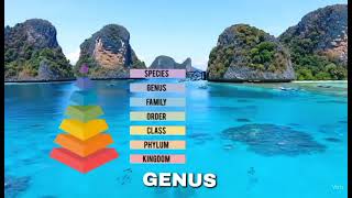 Download Lagu mempelajari tentang taksonomi kelautan MP3