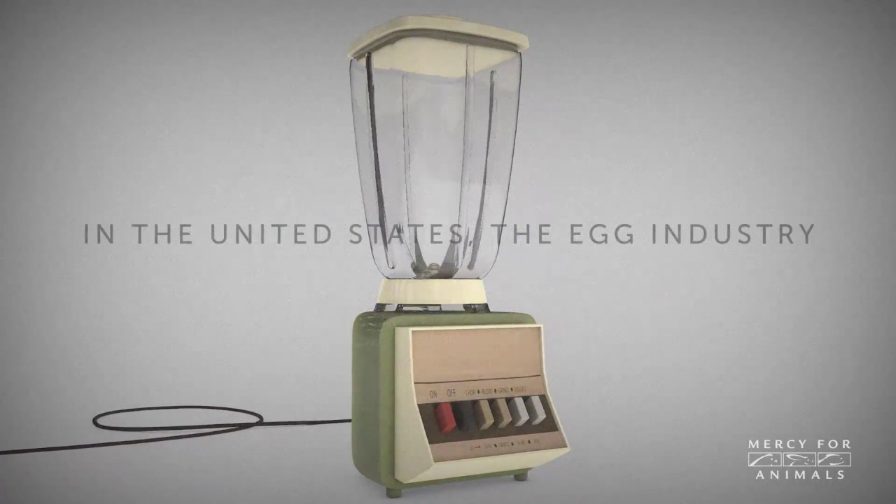 did you know the egg industry puts baby chicks in blenders youtube