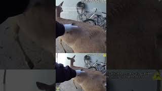 Police escort deer from Louisville YMCA