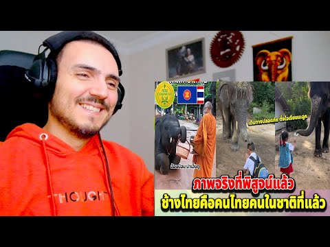 ไม่ใช่เรื่องบังเอิญ…ช้างไทยเกิดมาคู่กับคนไทยจริงๆ | MMcomment Reaction