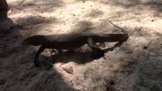 Water Monitor at Bamboo Island