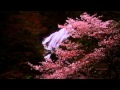 桜 Sakura ~ my contribution to japan