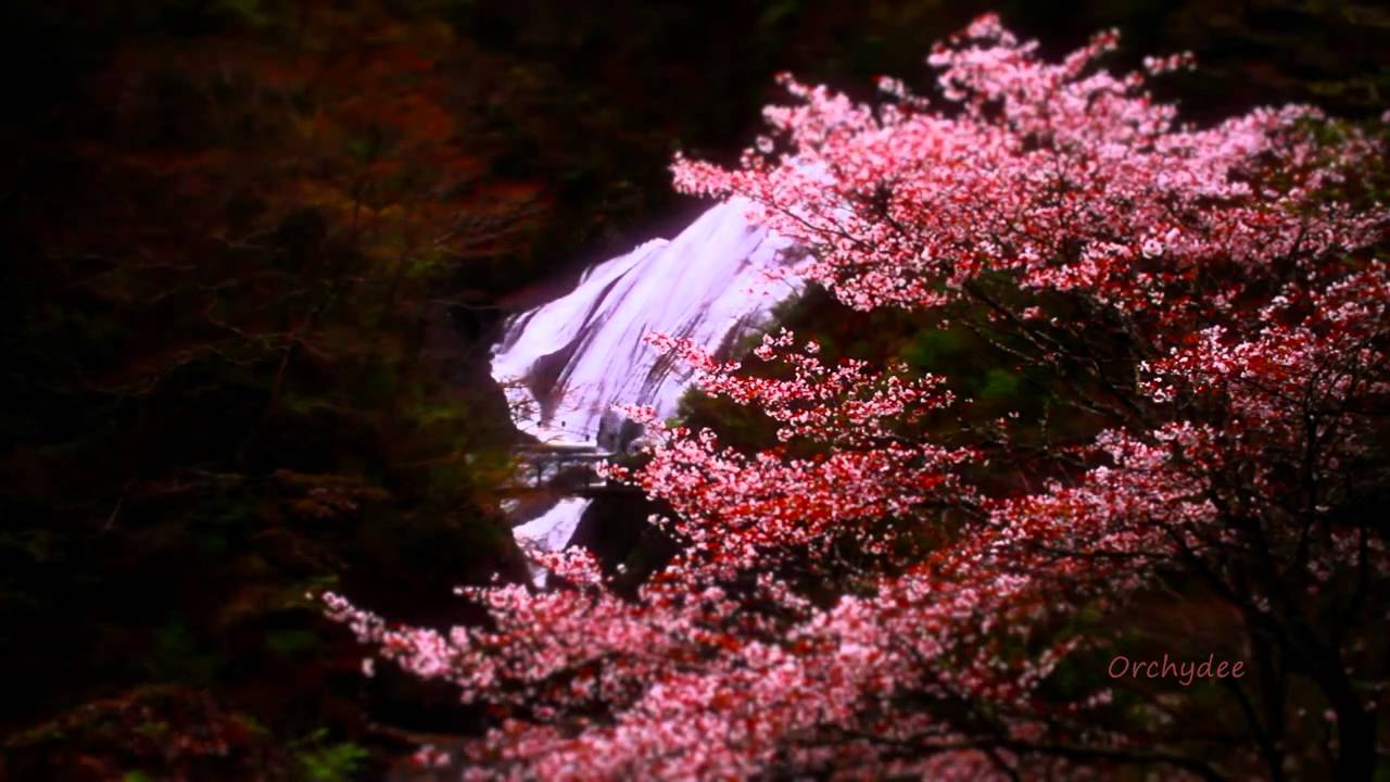 Tonton 桜 Sakura ~ my contribution to japan di YouTube Tonton 桜 Sakura ~ my contribution to japan di YouTube