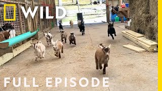 Baby Goat Stampede and the Rancho Turkey Gang (Full Episode) | America's Funniest Home Videos