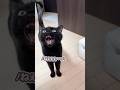 絶対に「乗る」って、喋ってたよね…??