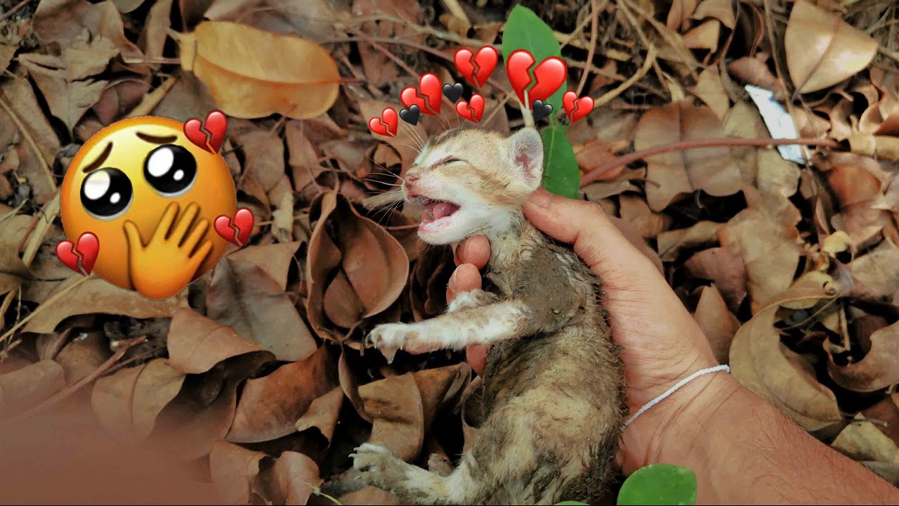 [motion some]  মায়া দৃষ্টি