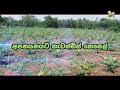අපනයනයට කැවන්ඩිස් කෙසෙල්-Department Of Agriculture Sri lanka Krushi tv channel