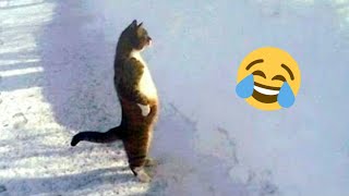 قطط مضحكة 😂 اجمل فيديو للقطط 😀 اتحداك ألا تضحك!!