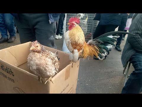 Jarrohlik qilmasdan vaginal kistani olib tashlang Selena yalangoch, sutyensiz va külotsiz jinsiy aloqada boladi