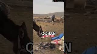 Çoban Eşek ve Koyun #köy #koyun #çoban #çobanlık