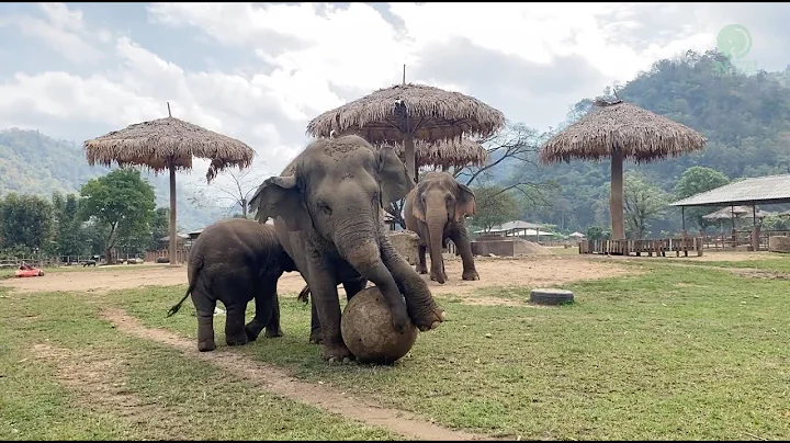 Baby Elephant And Her Mother So Much Fun Playing Ball Together - ElephantNews