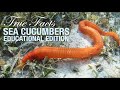 Sea cucumbers educational edition