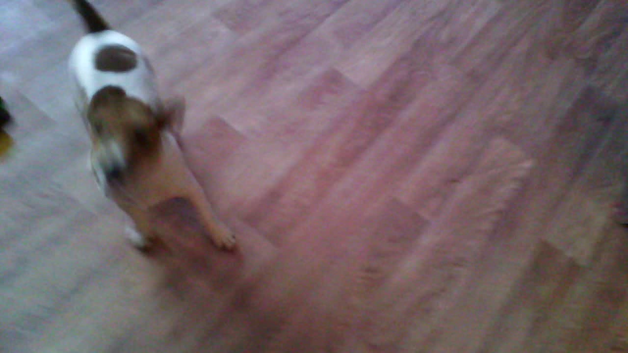 Бургер и собака 1часть - YouTube