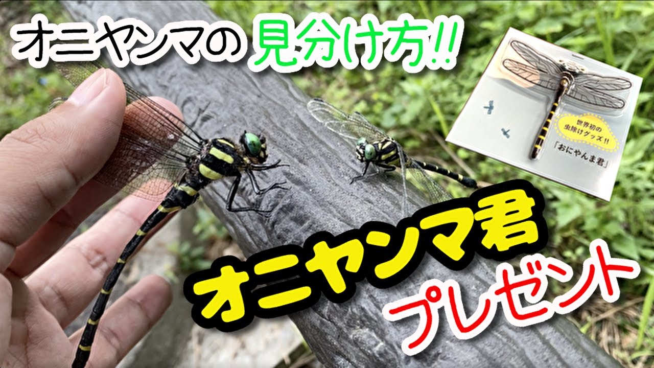 オニヤンマとコーカサス おにやんま君 と本物のオニヤンマを見比べてみた！ - YouTube