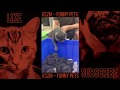 The Best Of Tik Tok Pets Funny Cute Animals #65