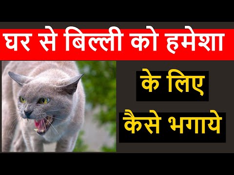 वीडियो: डरावनी बिल्ली होने से कैसे रोकें?