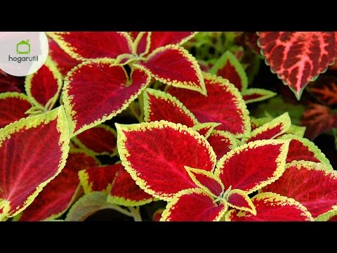 Video: ¿Puedo cultivar coleo en interiores? Consejos para cultivar plantas de coleo en interiores