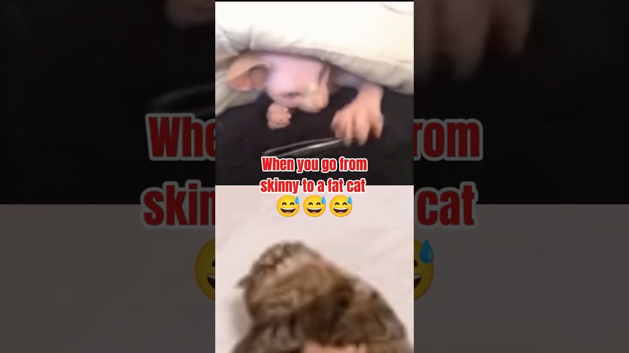 Skinny Cat VS Fat Cats Catshorts Memes