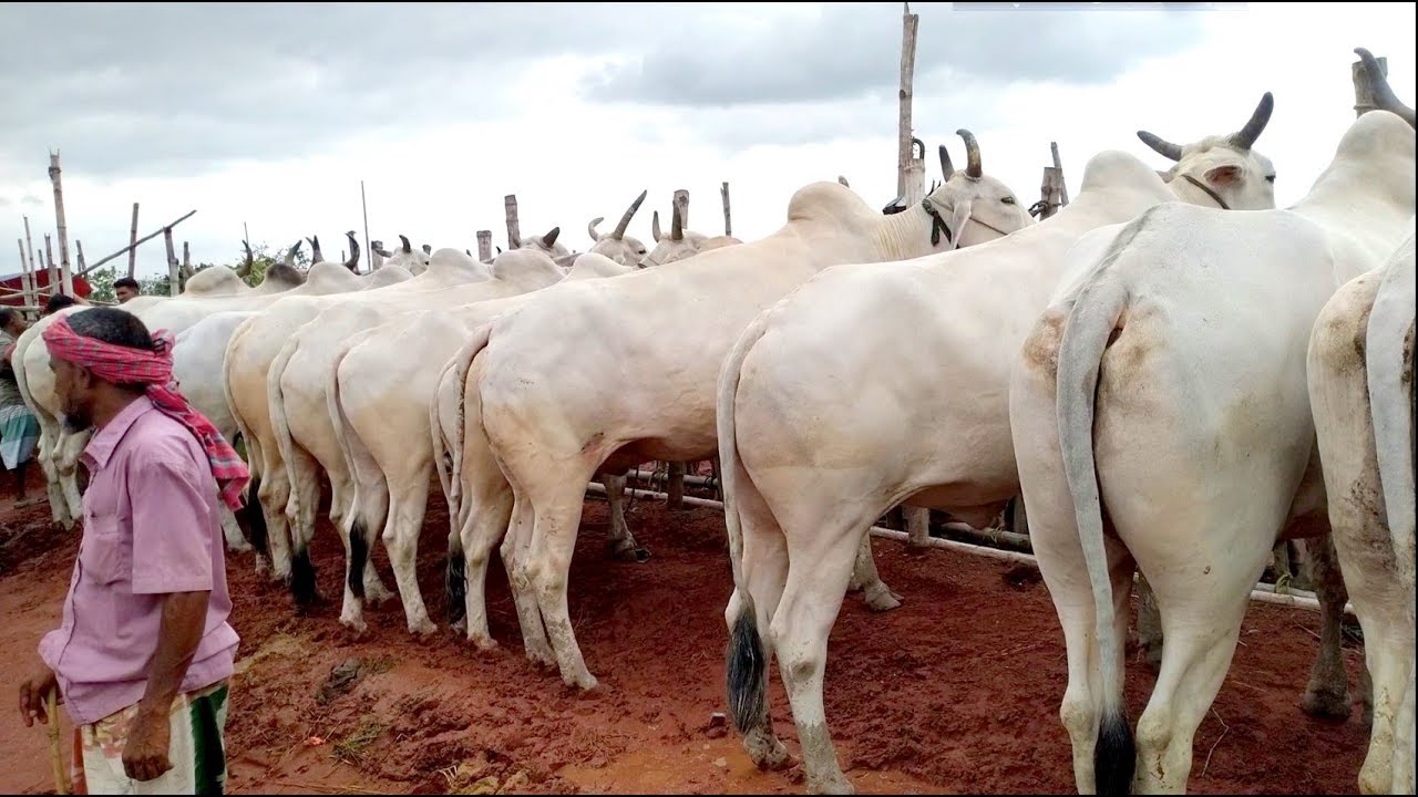 868| Indian cows | India Best COW MARKET| Big Big Indian Cows Market
