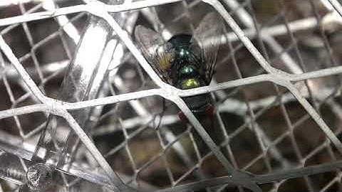 ::Warning::Slow Motion Electric Bug Zapper