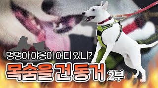 Bull terrier Gurak's aggression that attacks dogs and cat. Part 2 ｜'Aggression of my dog'