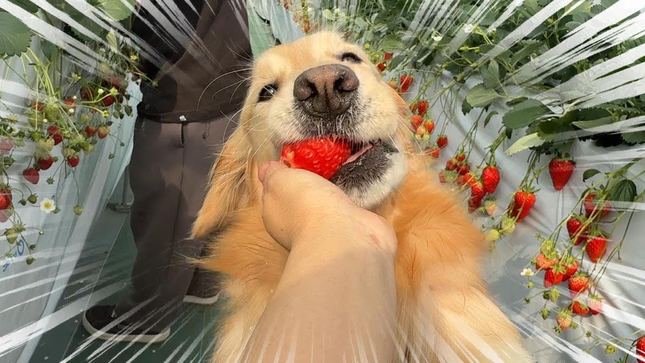 【苺食べ放題)】制限時間は1時間！大型犬同伴OKないちご狩りに行ってきた