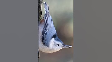 White-breasted Nuthatch: Small, agile bird; white breast; climbs headfirst down tree trunks.