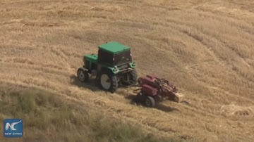 Mùa thu hoạch lúa mì ở Tân Cương đã bắt đầu