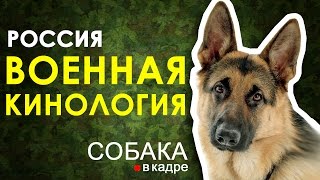 Военная кинология. Россия. Военная кинология. Россия.