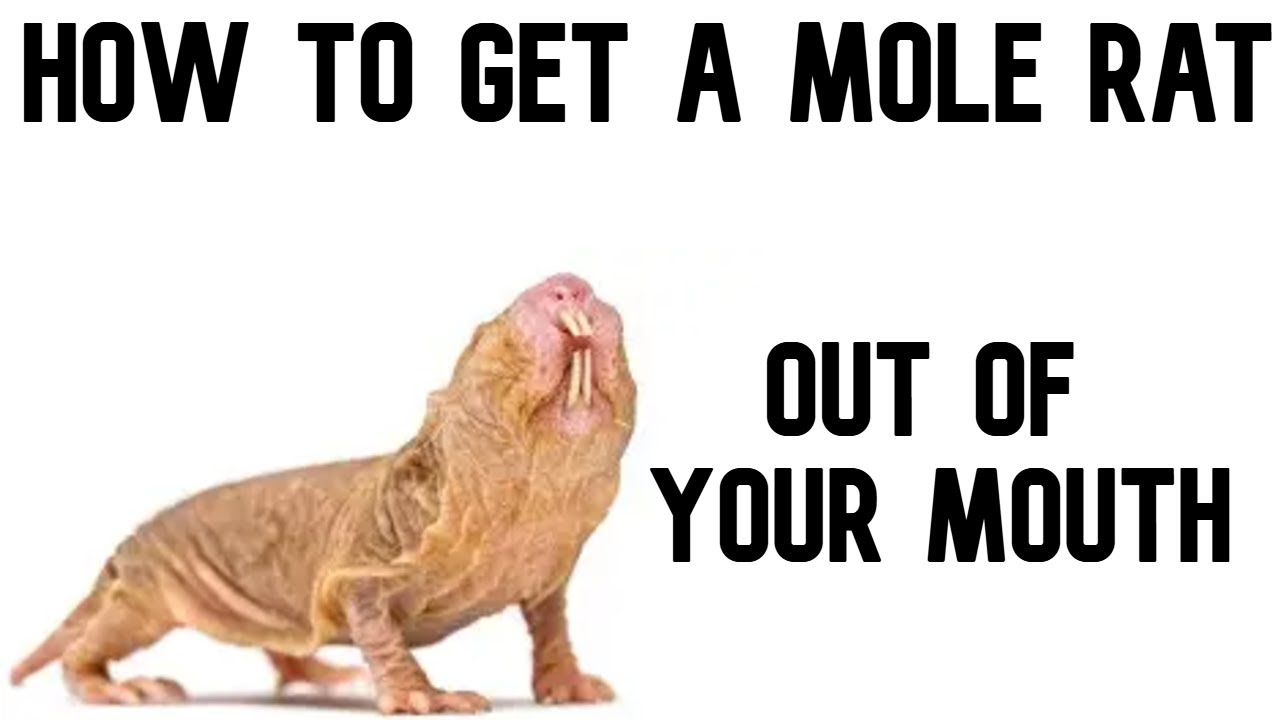 How to Get a Mole Rat Out of Your Mouth