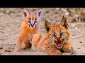 Top 10 RAREST And Most Beautiful Wild Cats On Earth!
