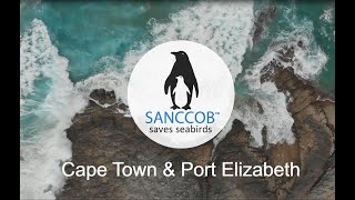 SANCCOB Volunteer Programme in Cape Town and Port Elizabeth